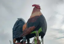 Il gallo più grande del mondo alle Filippine dove ci si può dormire dentro